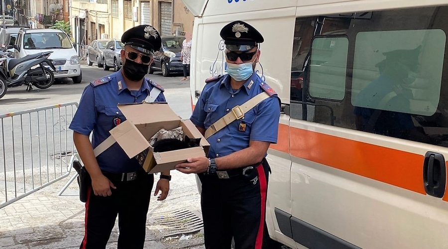 Catania, gattino disidratato soccorso dal servizio d’ordine al G20