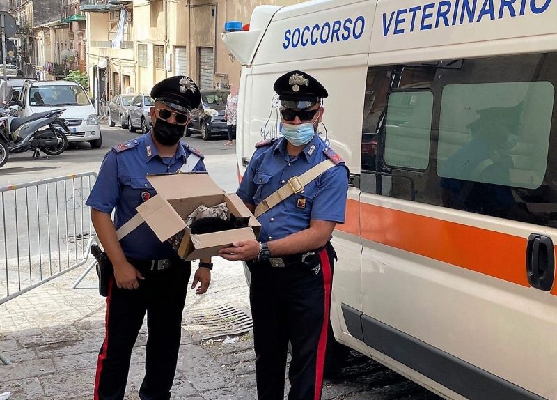Catania, gattino disidratato soccorso dal servizio d’ordine al G20