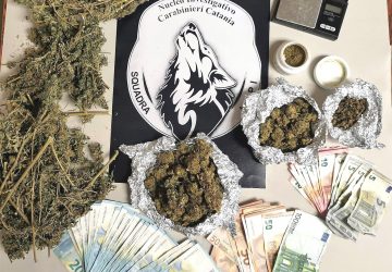 Accoglieva i clienti con la pianta di canapa &ldquo;autofiorente&rdquo; in esposizione: arrestato