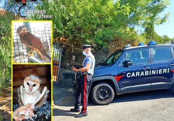 Catturava e deteneva uccelli di specie protetta con&hellip; acqua e luce gratis