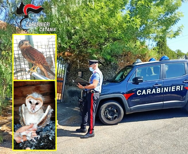 Catturava e deteneva uccelli di specie protetta con… acqua e luce gratis