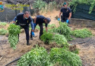 Scovata piantagione di marijuana a Bronte: un arresto e una denuncia