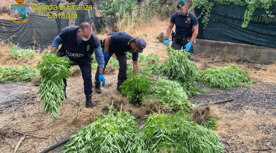 Scovata piantagione di marijuana a Bronte: un arresto e una denuncia