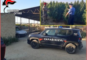 Grammichele: 40 piante canapa in azienda zootecnica
