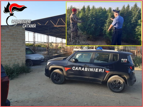Grammichele: 40 piante canapa in azienda zootecnica
