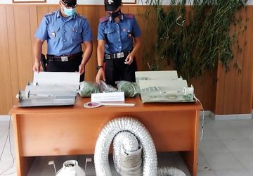 Riduce i costi di produzione della canapa indiana rubando energia elettrica