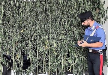 Acireale, sequestrata una piantagione di cannabis: insospettabile in manette