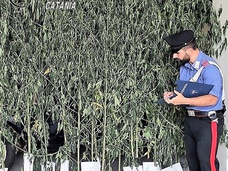 Acireale, sequestrata una piantagione di cannabis: insospettabile in manette