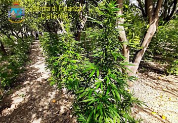 Scovata maxi-piantagione di marijuana: arrestato un 27enne incensurato