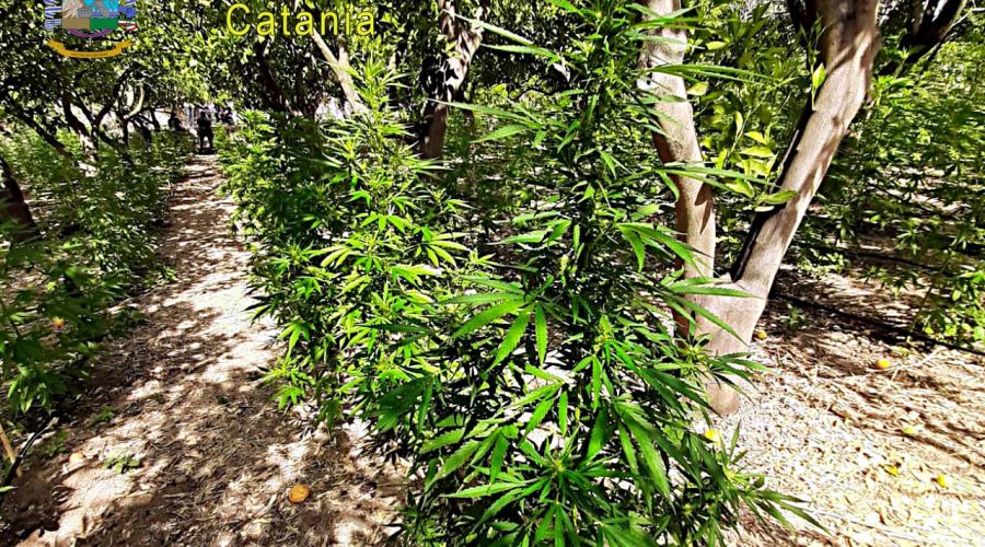 Scovata maxi-piantagione di marijuana: arrestato un 27enne incensurato