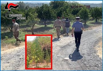 Santa Maria di Licodia, arrestati due produttori di canapa indiana