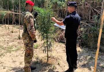 Sequestrata una piantagione di canapa indiana: quattro le persone arrestate