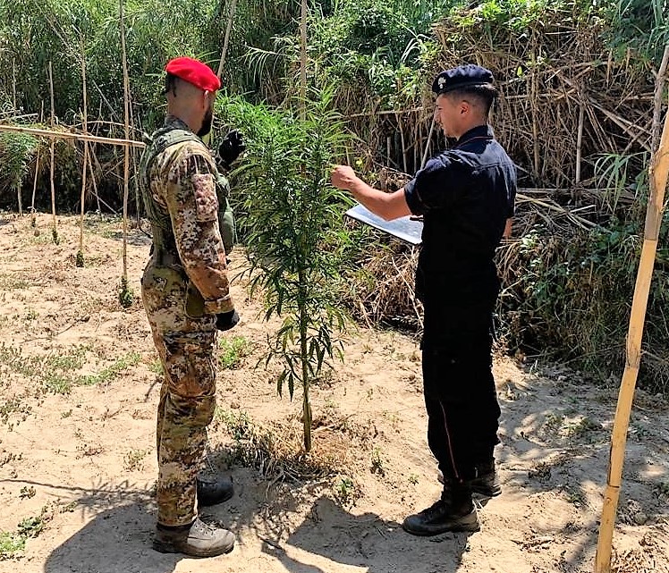 Sequestrata una piantagione di canapa indiana: quattro le persone arrestate