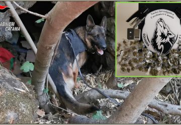 Catania, i Lupi arrestano pusher-percettore del RDC