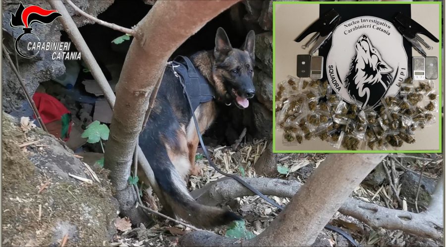 Catania, i Lupi arrestano pusher-percettore del RDC