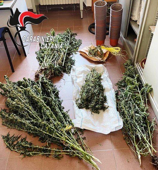 Coltivava canapa all’ombra dell’arancio: coltivatore in manette