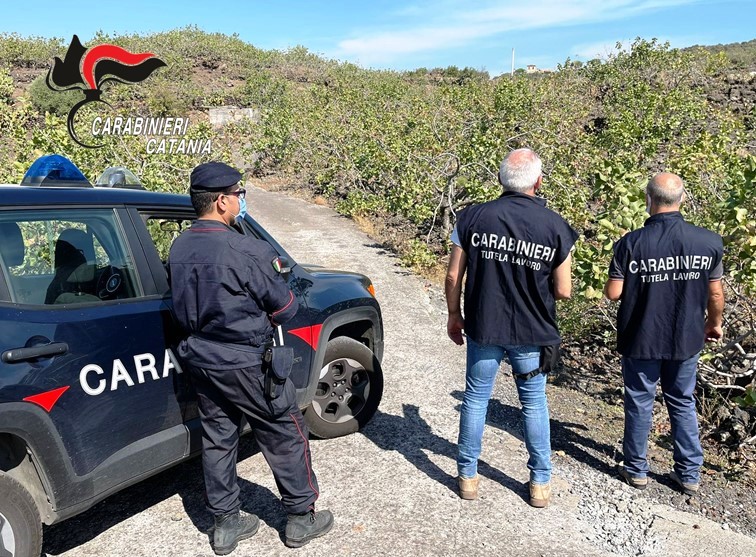 La vigilanza sulle attività imprenditoriali connesse alla coltivazione del pistacchio DOP ha dato “buoni frutti”
