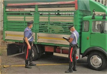 Randazzo, intercettati e denunciati due razziatori di bestiame