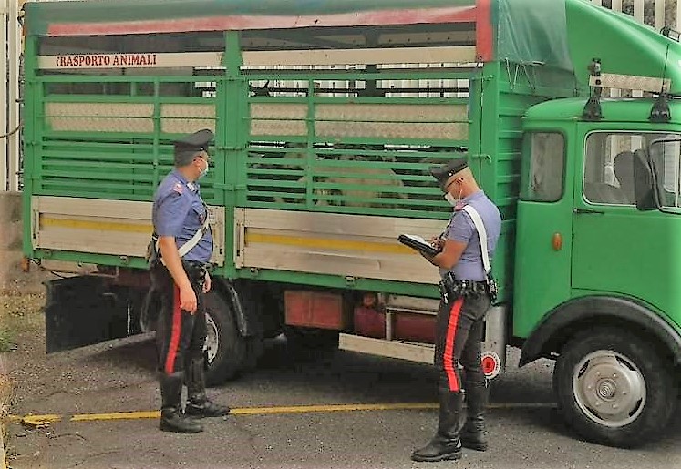 Randazzo, intercettati e denunciati due razziatori di bestiame