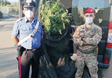 Fiumefreddo, nell'azienda agricola oltre 300 piante di cannabis attiva: due arresti