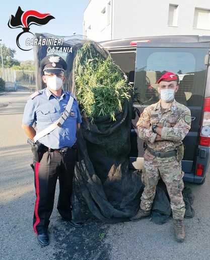 Fiumefreddo, nell’azienda agricola oltre 300 piante di cannabis attiva: due arresti