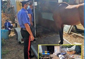 Misterbianco, sequestrato purosangue inglese: nella stalla medicinali privi di prescrizione veterinaria