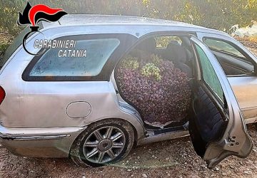Mazzarrone, furti nelle campagne: recuperata una tonnellata di uva