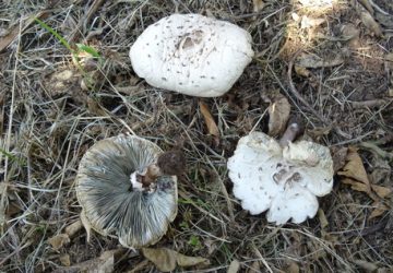 Acireale, primo caso di intossicazione da Chlorophyllum molybdites