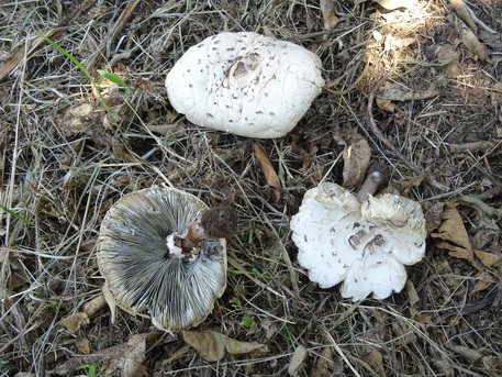 Acireale, primo caso di intossicazione da Chlorophyllum molybdites