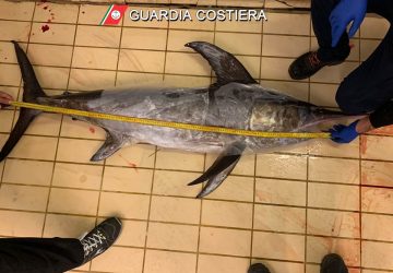 Riposto, sequestrato pesce spada privo di tracciabilit&agrave;
