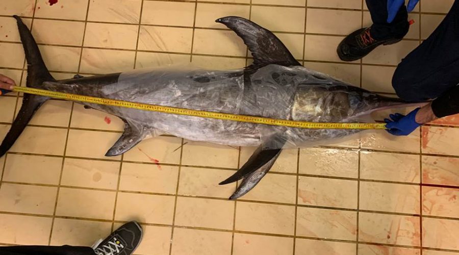 Riposto, sequestrato pesce spada privo di tracciabilità