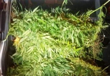 Misterbianco, ladri di marijuana (light) beccati: due arrestati