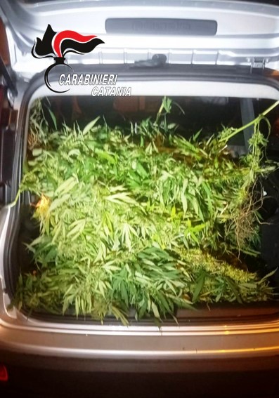 Misterbianco, ladri di marijuana (light) beccati: due arrestati