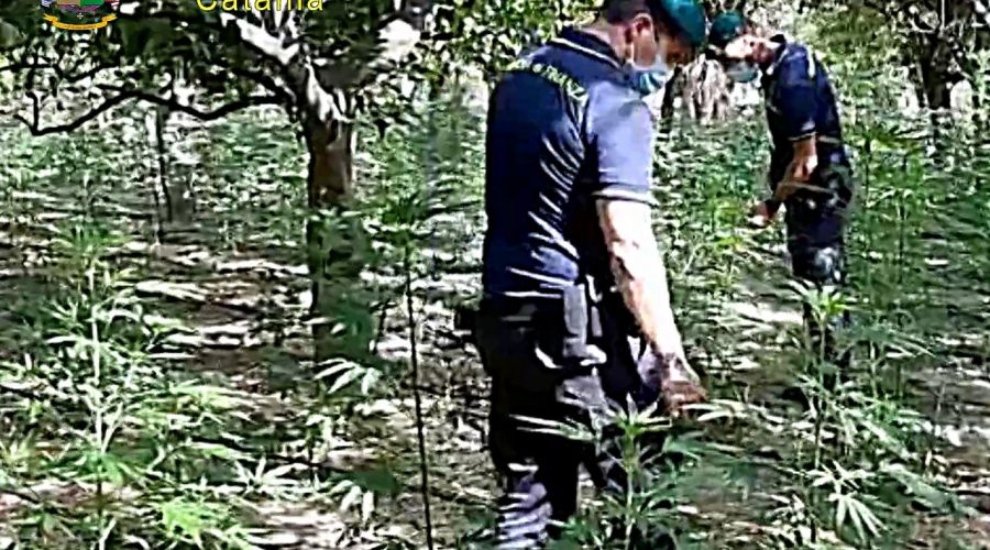 Catania, Fiamme gialle arrestano un 50enne: vigilava una piantagione