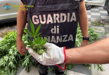 Sequestrata piantagione di tipo professionale: arrestati due responsabili, tra cui un latitante