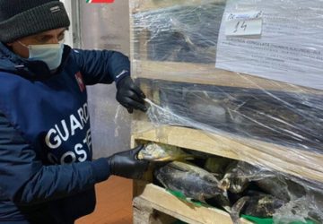 Guardia costiera, operazione "Thalassa": a Riposto e Acireale sequestrate 4 tonnellate di pesce in cattivo stato