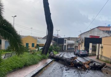 Giarre, precipita sulla strada grosso ramo d'albero. Intervento dei Vigili del fuoco