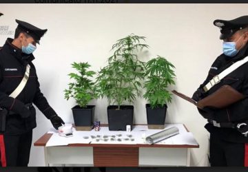 Vizzini, piante di marijuana a casa: arrestato