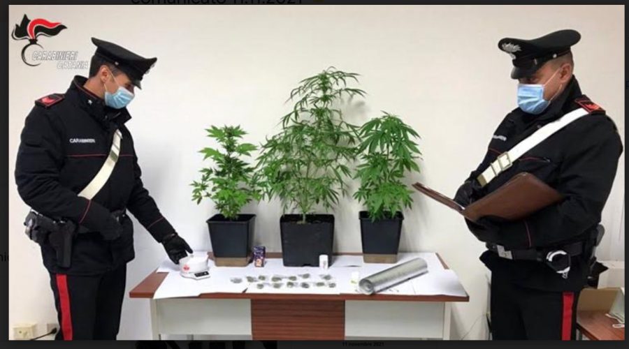 Vizzini, piante di marijuana a casa: arrestato