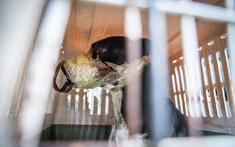 Catania, cane con nastro adesivo su muso e zampe, salvato dai Vvf