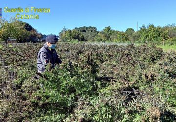 Calatabiano, sequestrati oltre 260 kg di infiorescenze di &ldquo;canapa indica sativa&rdquo;