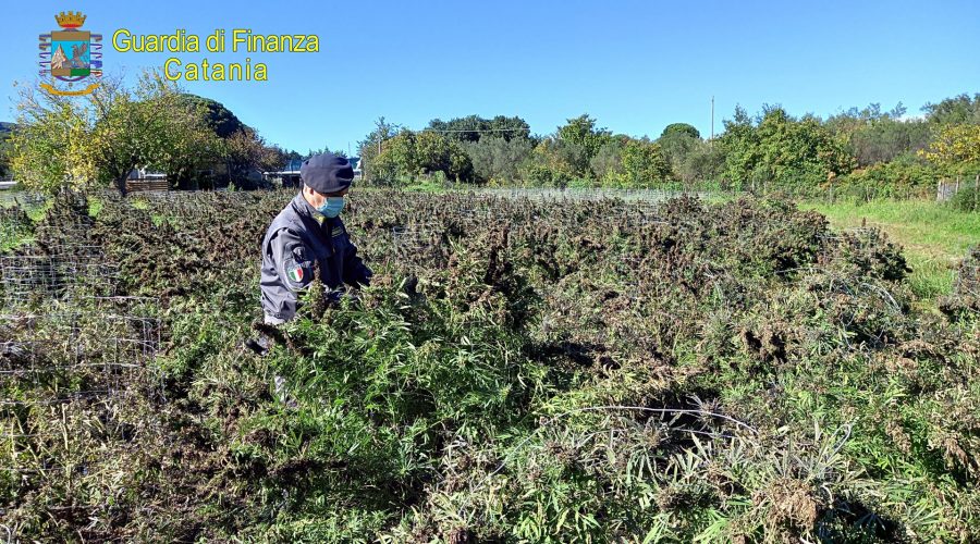 Calatabiano, sequestrati oltre 260 kg di infiorescenze di “canapa indica sativa”