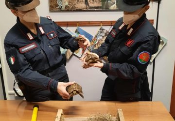 Traffico di animali in via di estinzione: operazione dei Carabinieri Forestali