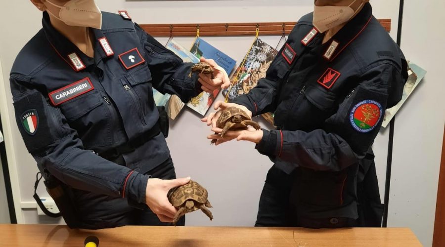Traffico di animali in via di estinzione: operazione dei Carabinieri Forestali