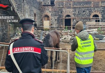 Contrasto all&rsquo;illegalit&agrave;: 8 cavalli sottoposti a &ldquo;fermo ufficiale&rdquo;