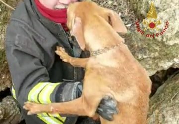 Vigili del fuoco salvano un cirneco dell'Etna rimasto incastrato