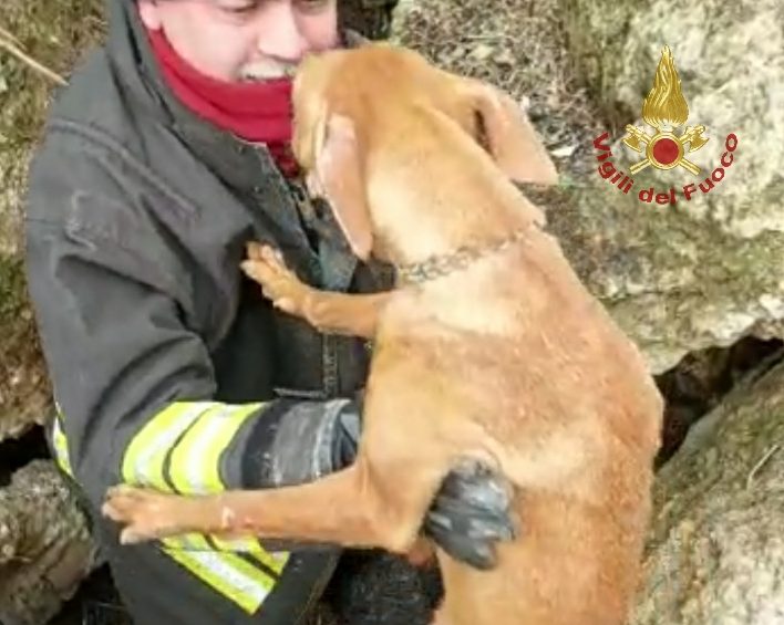 Vigili del fuoco salvano un cirneco dell’Etna rimasto incastrato