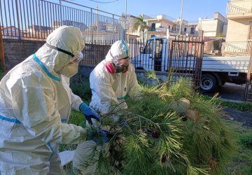 Riposto, al via interventi in 10 pini attaccati dalla processionaria