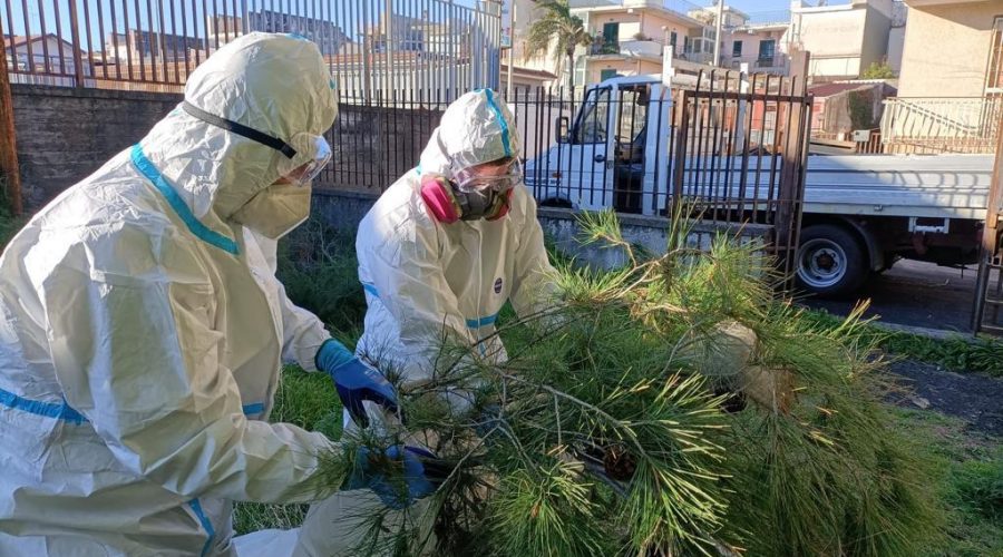 Riposto, al via interventi in 10 pini attaccati dalla processionaria