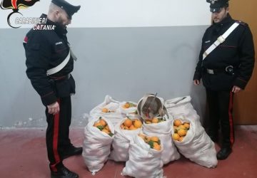Oltre 400 chili di arance nel bagagliaio: tre arrestati